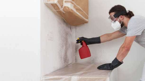 Professional Black Mold Removal technician working in Cedarville, MI