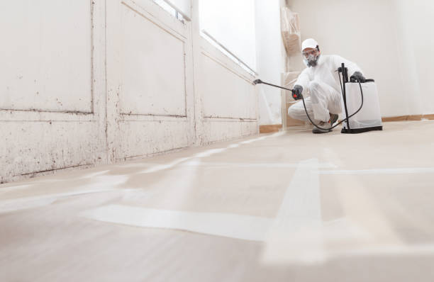 24/7 Emergency Black Mold Removal experts in Cedarville, MI
