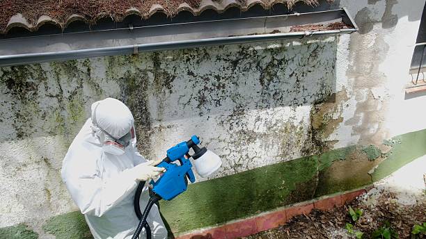 Trusted Attic Mold Removal service in Cedarville, MI - Cheap Mold Removal